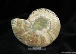 Inch Crystal Pocketed Ammonite (Half) #765-1